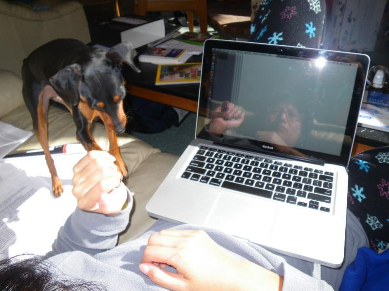 Illustration for article titled Why Do Pets Always Walk On asdfadvcasdfasdf Computer Keyboards?